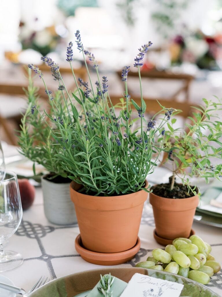 potted lavender and herbs as a tabletop wedding centerpiece