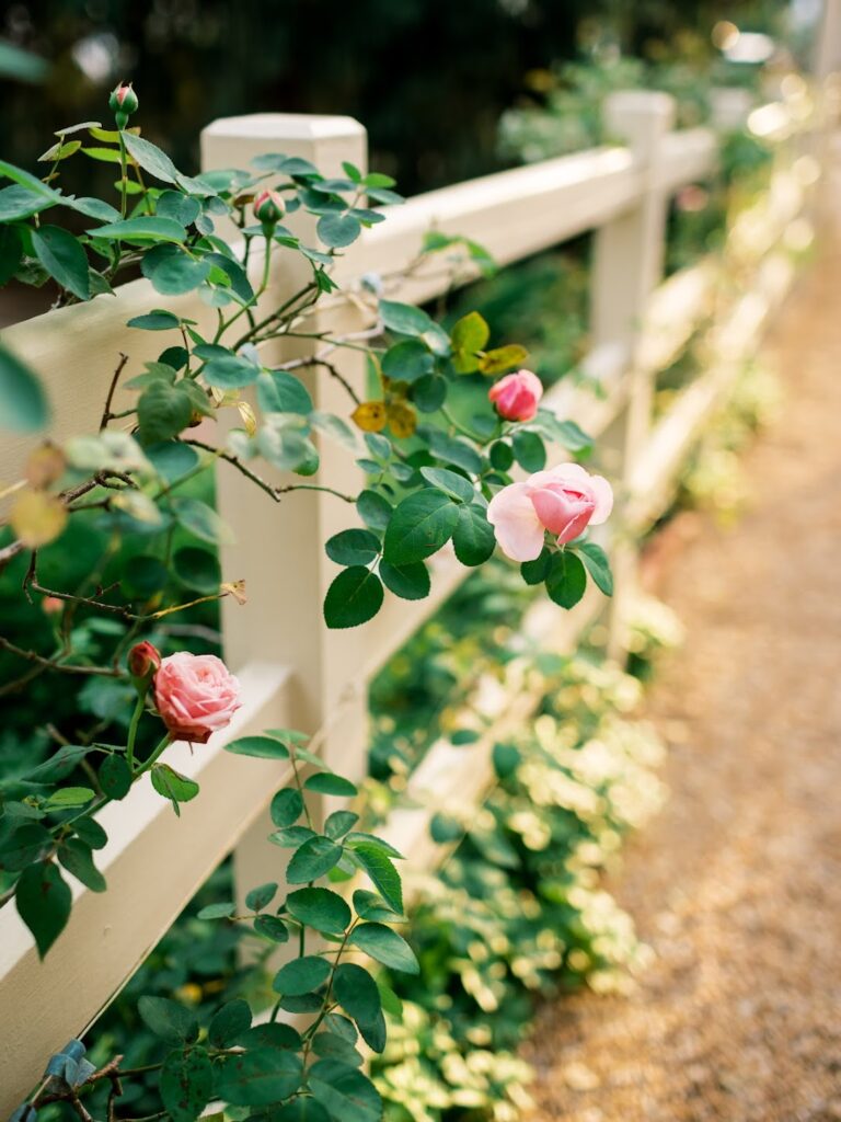 Roses growing over a white garden fence along a gravel path 